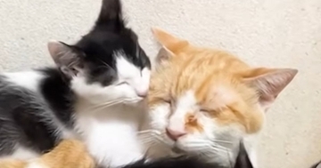 大好きな先住猫の背中の上でくつろぐ子猫→先住猫が別の場所に移動すると…可愛すぎる展開に「本当に癒される」「優しさが伝わってくる」と反響