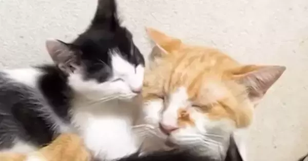 大好きな先住猫の背中の上でくつろぐ子猫→先住猫が別の場所に移動すると…可愛すぎる展開に「本当に癒される」「優しさが伝わってくる」と反響