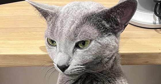 「中におっさん入ってる？ｗ」膝の上でくつろいでいたネコ→あまりにも個性的な『座り方』に爆笑の声「猫だよね？ｗ」「カンガルーかな」