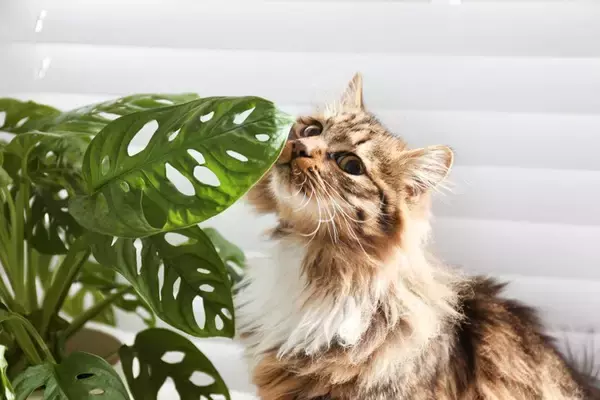 猫が命を落とす『危険な植物』5選　誤って口にしたときの症状や対処法まで解説