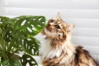 猫が命を落とす『危険な植物』5選　誤って口にしたときの症状や対処法まで解説