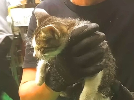 鉄工所にひとりぼっちで迷い込んだ子猫→４日間かけて保護した結果……『素敵な展開』が12万再生「もう、嬉し泣き」「幸せに暮らしてね」