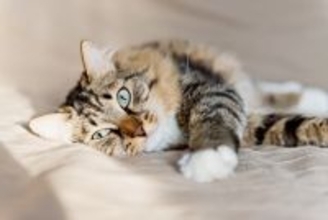 猫が『顔の近くで寝たがる』心理3つ　愛猫からの安心と信頼のサイン？
