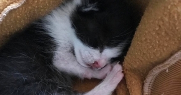 屋根から落ちてきた『目も開いていない赤ちゃん猫』→８年後……「立派になったねｗ」劇的なビフォーアフターが話題「幸せが降ってきたんだ」