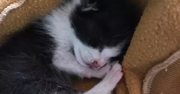 屋根から落ちてきた『目も開いていない赤ちゃん猫』→８年後……「立派になったねｗ」劇的なビフォーアフターが話題「幸せが降ってきたんだ」