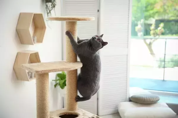 猫に『ストレス』を溜めさせないための方法5つ　放置するリスクや解消のヒントまで