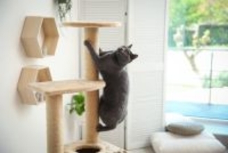 猫に『ストレス』を溜めさせないための方法5つ　放置するリスクや解消のヒントまで