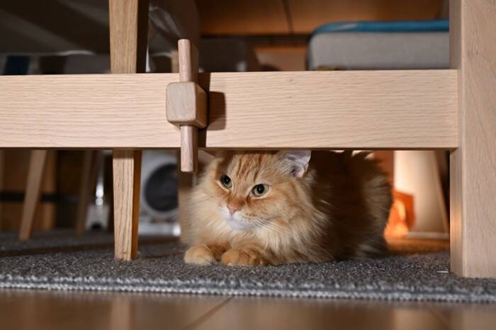 猫に『ストレス』を溜めさせないための方法5つ　放置するリスクや解消のヒントまで