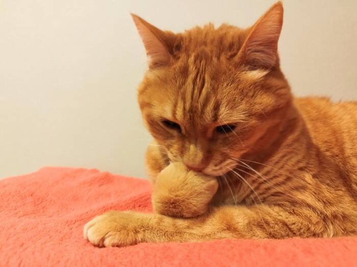 猫に『ストレス』を溜めさせないための方法5つ　放置するリスクや解消のヒントまで