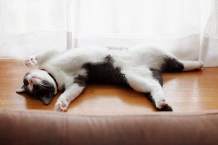 猫に『ストレス』を溜めさせないための方法5つ　放置するリスクや解消のヒントまで