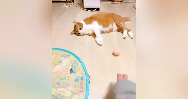 くつろいでいた猫に『ボール』を転がしてみると……『まさかの反応』に笑う人続出「もはや達観してるｗ」「虚無すぎる」と33万表示