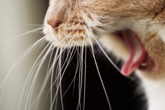猫の『ヒゲを切ってはいけない」4つの理由　どんな役割があるの？起こりうるトラブルまで解説