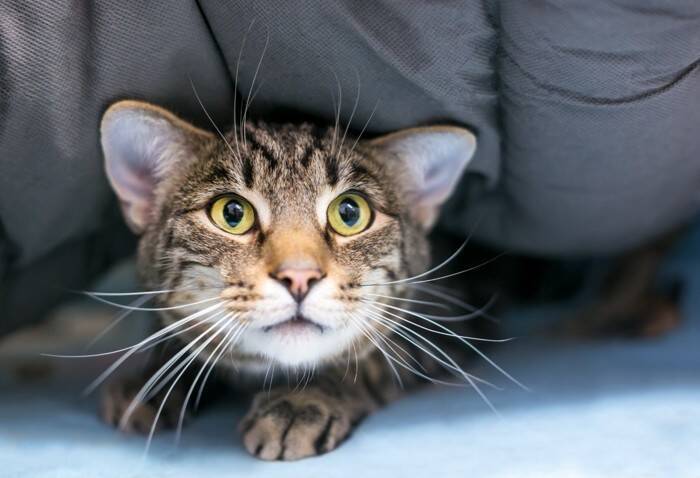 猫の『ヒゲを切ってはいけない」4つの理由　どんな役割があるの？起こりうるトラブルまで解説