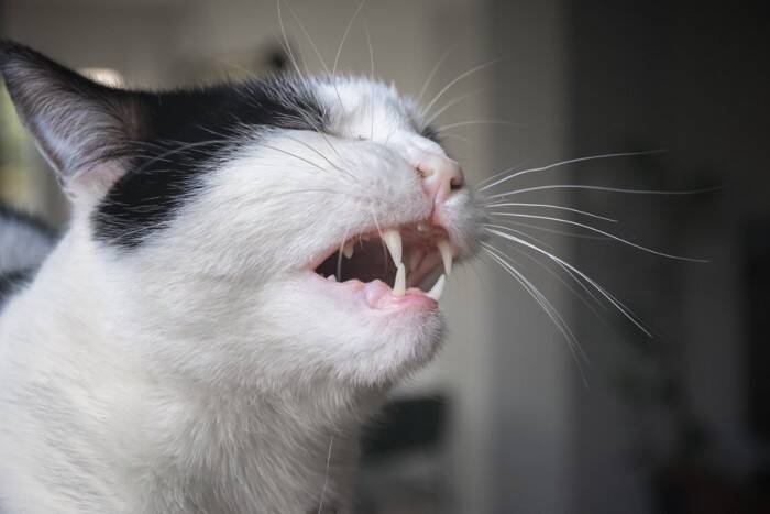 猫の『ヒゲを切ってはいけない」4つの理由　どんな役割があるの？起こりうるトラブルまで解説