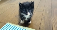 1匹だけ起きていた『甘えん坊の保護子猫』→抱っこしたら…5秒後の『まさかの展開』に癒される人が続出「安心したのかな」「可愛すぎるｗ」