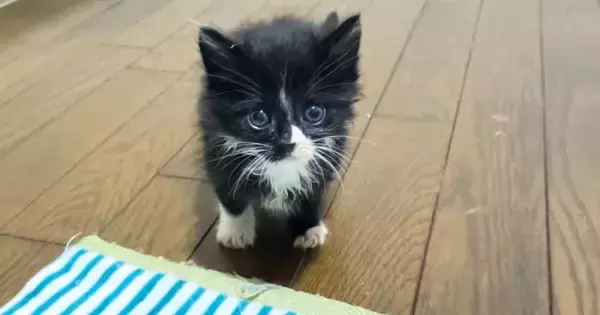 1匹だけ起きていた『甘えん坊の保護子猫』→抱っこしたら…5秒後の『まさかの展開』に癒される人が続出「安心したのかな」「可愛すぎるｗ」