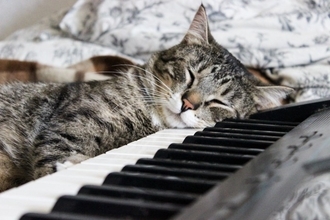猫に『音楽を聴かせる』と起こりうる効果2選　おすすめの曲調から注意したいポイントまで