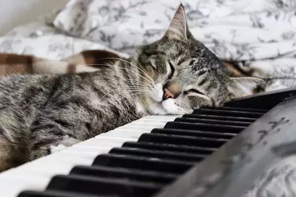 猫に『音楽を聴かせる』と起こりうる効果2選　おすすめの曲調から注意したいポイントまで