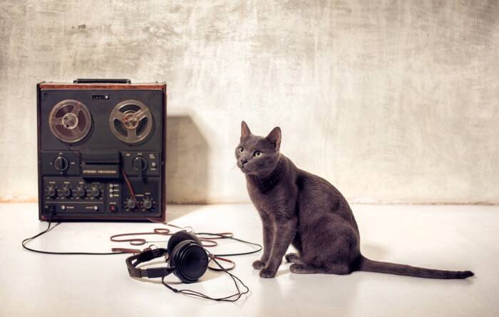 猫に『音楽を聴かせる』と起こりうる効果2選　おすすめの曲調から注意したいポイントまで