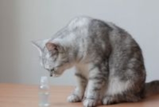猫には『消毒液』が有害である3つの理由　飼い主さんが使うときの注意点は？