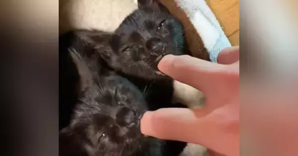 指チュパが止まらない保護された双子の黒猫→『４年後』になると…すてきなビフォーアフターが12万再生「ひええ可愛すぎる」「立派に成長したね」