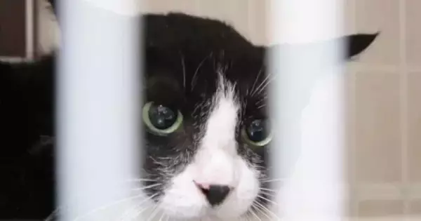 ずっと触れなかった『元野良猫』→1匹の猫との出会いで変わり始め…約３年後に訪れた『感動の瞬間』に「涙腺崩壊」「ジーンときた」と反響