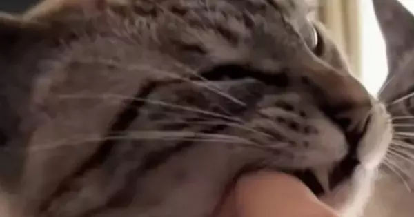 飼い主に甘える母猫→後ろにいる『息子猫の表情』を見ると…『まさかの光景』に爆笑の声続出「感情を知りたいｗ」「めっちゃ見てるｗ」