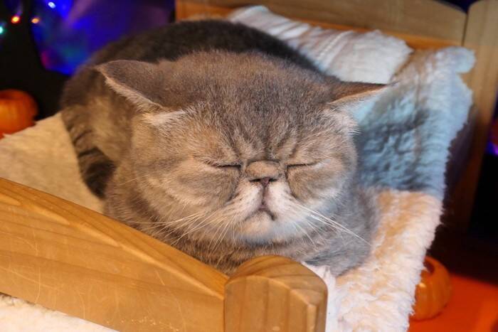 猫の遺伝性がある病気『多発性嚢胞腎』とは？症状や治療法から発症しやすい猫種まで