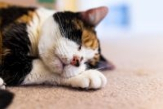 猫と人間に共通する『老化のサイン』5つ　見た目や仕草にあらわれる変化とは？