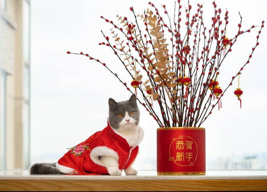 猫人気で「キャット・シッター」への需要が急増　春節シーズンは睡眠時間を削っての対応も　中国