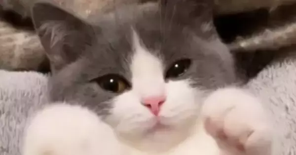 甘えん坊の子猫を『ブラッシング』していると…とんでもなくあざとい『まさかの仕草』が697万再生「うわー最高」「なんてすばらしい」と絶賛