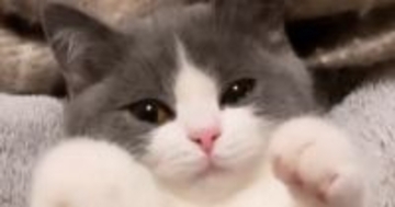 甘えん坊の子猫を『ブラッシング』していると…とんでもなくあざとい『まさかの仕草』が697万再生「うわー最高」「なんてすばらしい」と絶賛