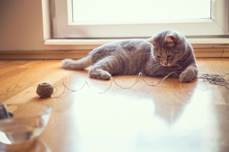 猫が命を落としかねない『飼い主のイタズラ』4つ　取り返しが付かないリスクや避けるべき理由も解説