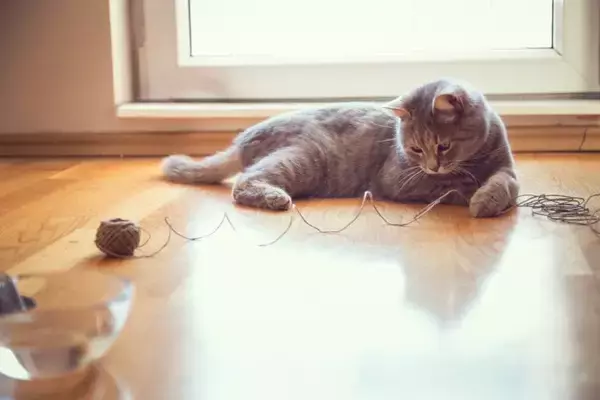 猫が命を落としかねない『飼い主のイタズラ』4つ　取り返しが付かないリスクや避けるべき理由も解説