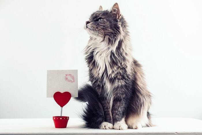 猫が命を落としかねない『飼い主のイタズラ』4つ　取り返しが付かないリスクや避けるべき理由も解説