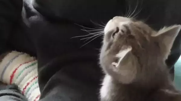 抱っこしてほしい子猫→大きな声で鳴き始めて…反則級に可愛い『全力アピール』が29万再生「ニャーー（ﾌﾟｼｭ）」「エンジンかかってるｗ」