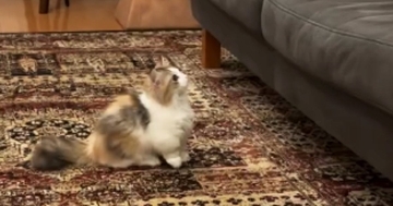 『ソファを眺めていた子猫』→周囲を見回した直後に……可愛すぎて笑ってしまう『挑戦の様子』が10万再生「なんて平和なんだｗ」「頑張れｗ」