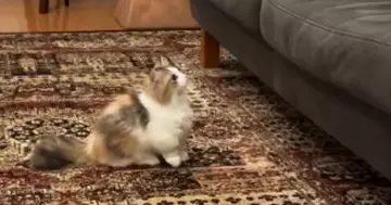 『ソファを眺めていた子猫』→周囲を見回した直後に……可愛すぎて笑ってしまう『挑戦の様子』が10万再生「なんて平和なんだｗ」「頑張れｗ」
