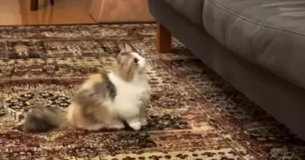 『ソファを眺めていた子猫』→周囲を見回した直後に……可愛すぎて笑ってしまう『挑戦の様子』が10万再生「なんて平和なんだｗ」「頑張れｗ」