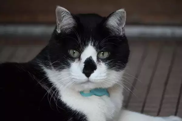 博物館の猫は「ロックスター並み」の人気者　来館者を歓迎し展示品を守る活躍ぶり　米国