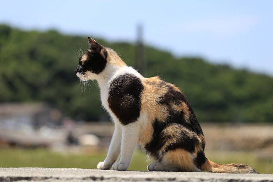 行方不明になった1年後、海峡を越え「630キロも離れた農場」で見つかった愛猫　ニュージーランド