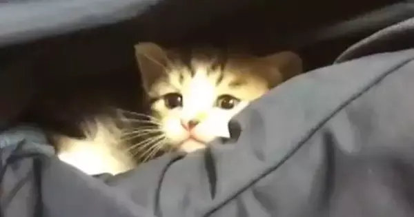 小さな子猫が『パパの膝の上』で遊び始めた結果…思わずニヤけてしまう『尊い光景』が27万再生「心が浄化された」「なんだただの天使か」