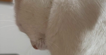 お父さんに『ブラッシング』を要求する猫→毎日丁寧にブラッシングされた結果…想像を超える光景に7万いいね「美しい…」「バニラみたい」