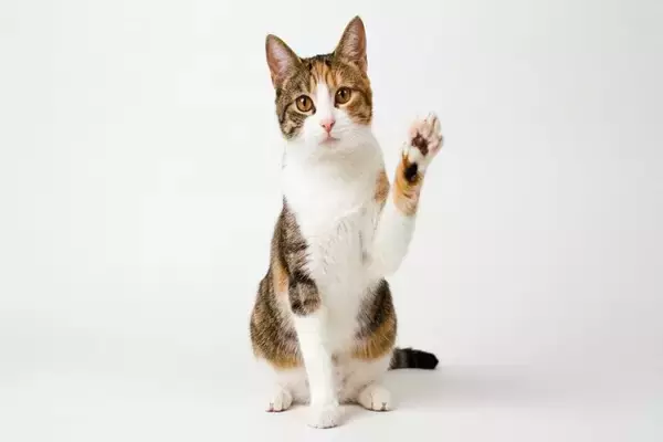 猫が『片手を上げる』ときの心理3選　不思議な仕草をみせる理由とは？