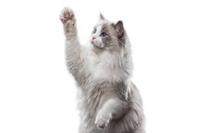 猫が『片手を上げる』ときの心理3選　不思議な仕草をみせる理由とは？