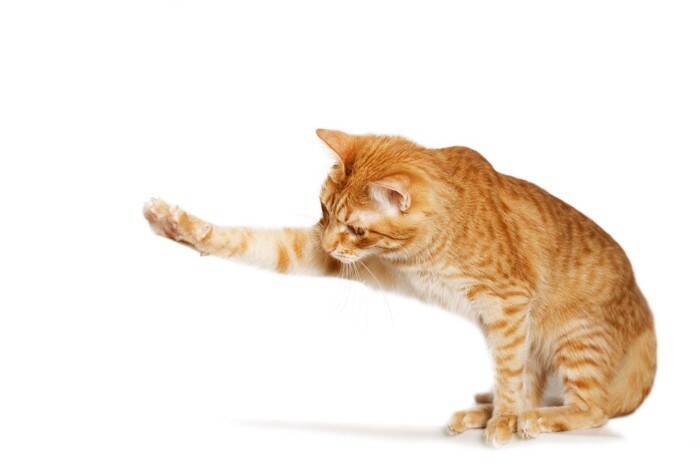 猫が『片手を上げる』ときの心理3選　不思議な仕草をみせる理由とは？