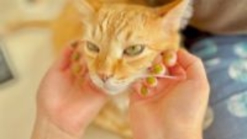 ネイルカラーを爽やかな『シャインマスカット色』に変更→まさかの『愛猫の瞳』と同じ色で…おそろいのカラーが素敵すぎると反響