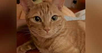 ママに名前を呼ばれて『可愛らしく返事する猫』→パパが呼ぶと…まさかのリアクションが12万再生「爆笑しちゃったｗ」「かわいすぎる」と反響