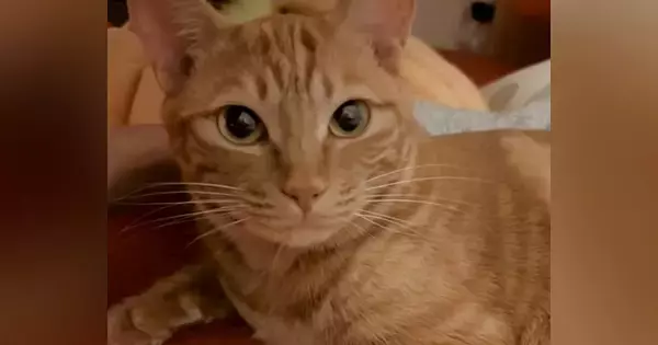 ママに名前を呼ばれて『可愛らしく返事する猫』→パパが呼ぶと…まさかのリアクションが12万再生「爆笑しちゃったｗ」「かわいすぎる」と反響