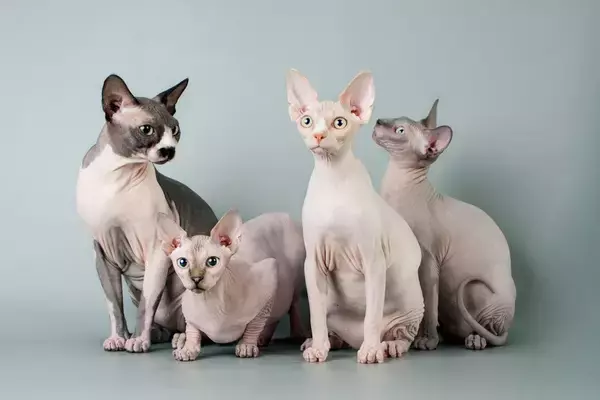 毛が生えない猫『ヘアレスキャット』６種　個性的な魅力や飼育のポイントもご紹介
